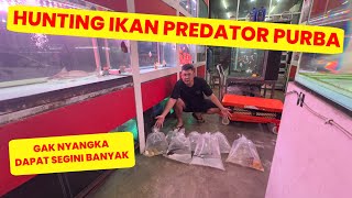 ⛔️HUNTING BORONG‼️AKHIRNYA BERANIKAN DIRI TAMBAH KOLEKSI IKAN PREDATOR PURBA RATUSAN JUTA TAHUN LALU