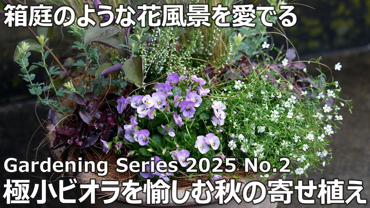 【ガーデニングシリーズ 2025 No.2】極小ビオラを愉しむ秋の寄せ植え | 箱庭のような花風景を愛でる| #ビオレッタミニチュアビンテージ