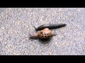 Snail & Slug Race
