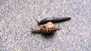 Snail & Slug Race