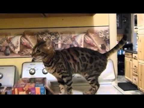 Keisha and Ming Ming