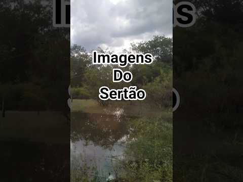 Fotos recentes da #Caatinga em Belo Campo, Bahia.