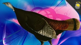 Talking Turkey - Epic Science #67
