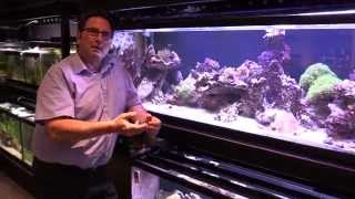 Understanding PAR for Aquarium Lighting