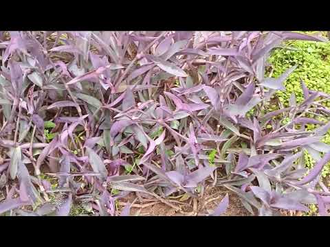 PLANTAS RASTEIRAS PENDENTES E TREPADEIRAS