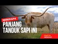 Fakta Unik Texas Longhorn Sapi Yang Memiliki Tanduk Super Panjang Dan Kuat