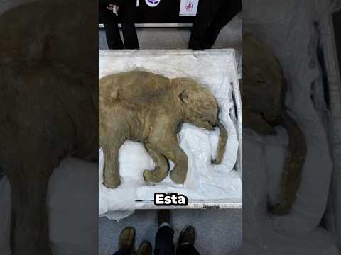 La bebé mamut de 42,000 años que sorprendió a los científicos #historia #interesante #curioso