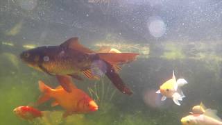 Kristallklares Teichwasser  OHNE CHEMIE und Teichfiltertechnik !!!!!!