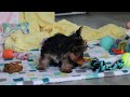 Yorkshire Terrier dogs for sale: Ollie - Video 1