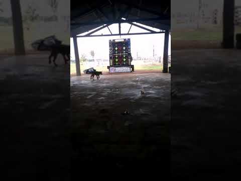 Eros hammer 7k Taramps T60kw Carretinha Vigarista