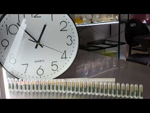 Algae Bead Timelapse