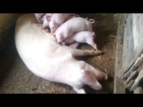 PRASAD U AKCIJI-SISANJE