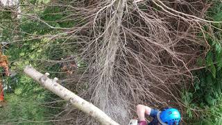 Examples of tree work