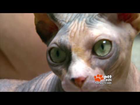 What Makes the Sphynx Cat So Special