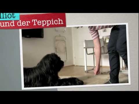 Amazing household dog tricks by Elliot the Briard trickdog