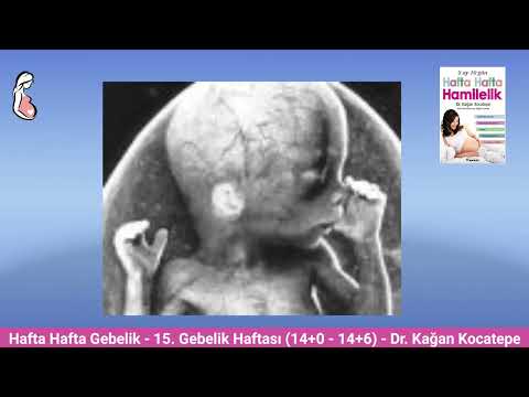 Gebelikte 15. hafta (14+0 -14+6) belirtileri. Anne adayı ve bebekte değişiklikler, bebek boyu kilosu