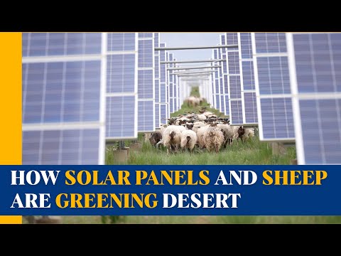 How solar panels and sheep are greening Qinghai's desert