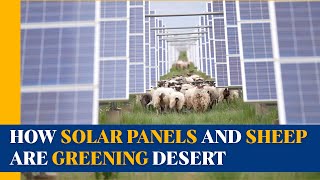 Download lagu How solar panels and sheep are greening Qinghai's desert mp3