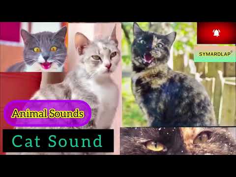 Animal Sounds | Domestic Animal | Cat sounds | Cats | kitten sound | Billi ki aawaz | kitty | pussy