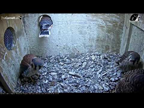 Dual-Cam View Of First Kestrel Chick's Fledge – June 20, 2019