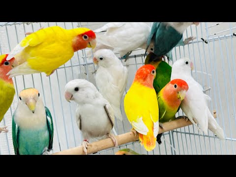 3 Hour of Lovebird Sounds | Soothing Bird Chirps & Nature Ambience