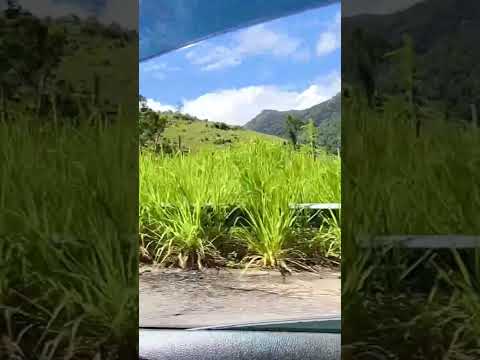 BR 549 cidade de Apuarema Bahia.#bahia #natureza #verde #cacau #viagem #passeio #campinas #brazilian