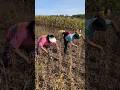 New Machine For Harvesting Sesame Crops Sesame Harvestor