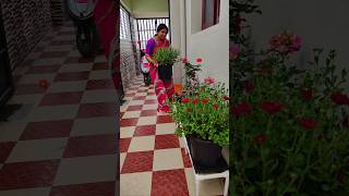 Minivlog#240 |💁Home Garden set pannaporen |#shorts #shortsfeed #home #trending