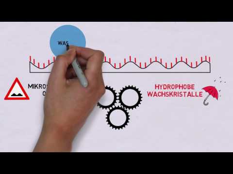 Was ist eigentlich der Lotus-Effekt?