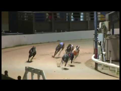 Droopys Aoife - Coronation Cup Heat 3