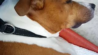 Reiki for 2 Returning Sheltered Dogs