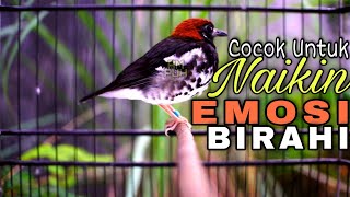 Download lagu Suara Anis Kembang Betina Birahi Ngleper Nritik mp3