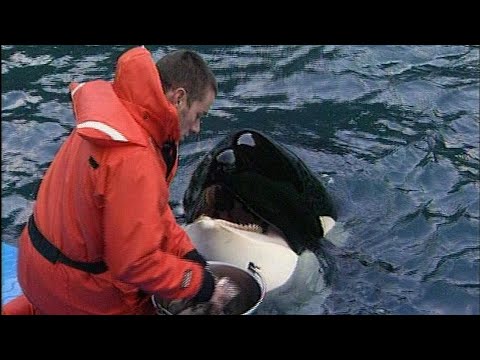 Freiheit für Keiko - Ein Wal kommt nach hause