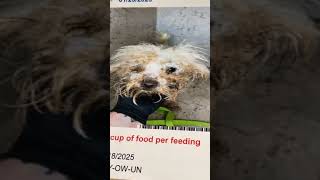 This poor dog was left abandoned in a cage!!! This poor dog was left abandoned in a cage!!!