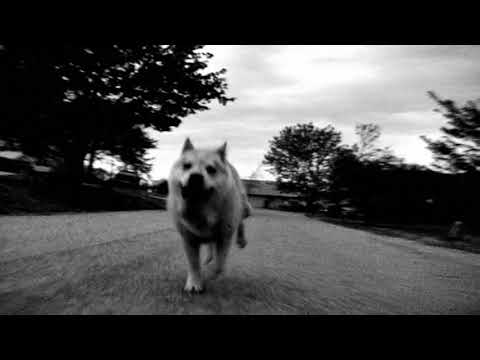 "The Tale of Pupperoo" - An Original Silent Video for "Where Is My Mind?" by the Pixies