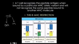 Immunology: MHC/HLA gene strucure and variaton