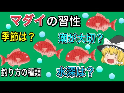 鯛(吹流し)について詳しく解説