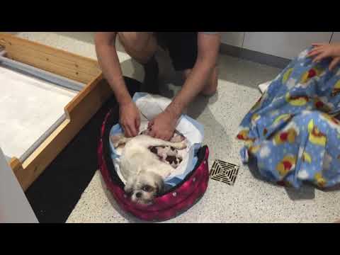 Aide à l’accouchement d’un chien