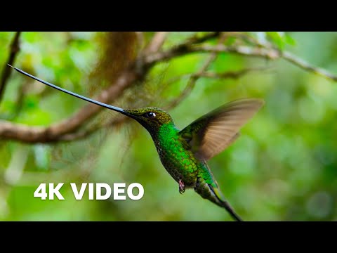 The World's Longest Beak* | 4K UHD | Planet Earth II | BBC Earth
