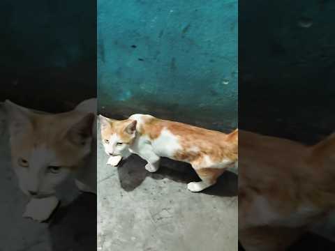 My Cats Is Spider Cat #Cat #SpiderCat  #CatShorts #AadeshVlogs