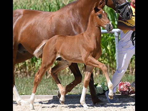 DYNAMIC LOVE - HF 2022 Dynamic Dream x Licosto x Weltmeyer