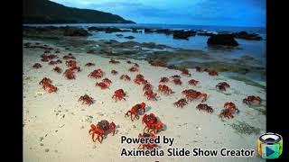 Jimmy Buffet ~ Christmas Island