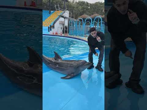 طلبت من الدولفين المتكلم يقلكم شييئ شوفو قال اي 😱🐬🤷‍♂️