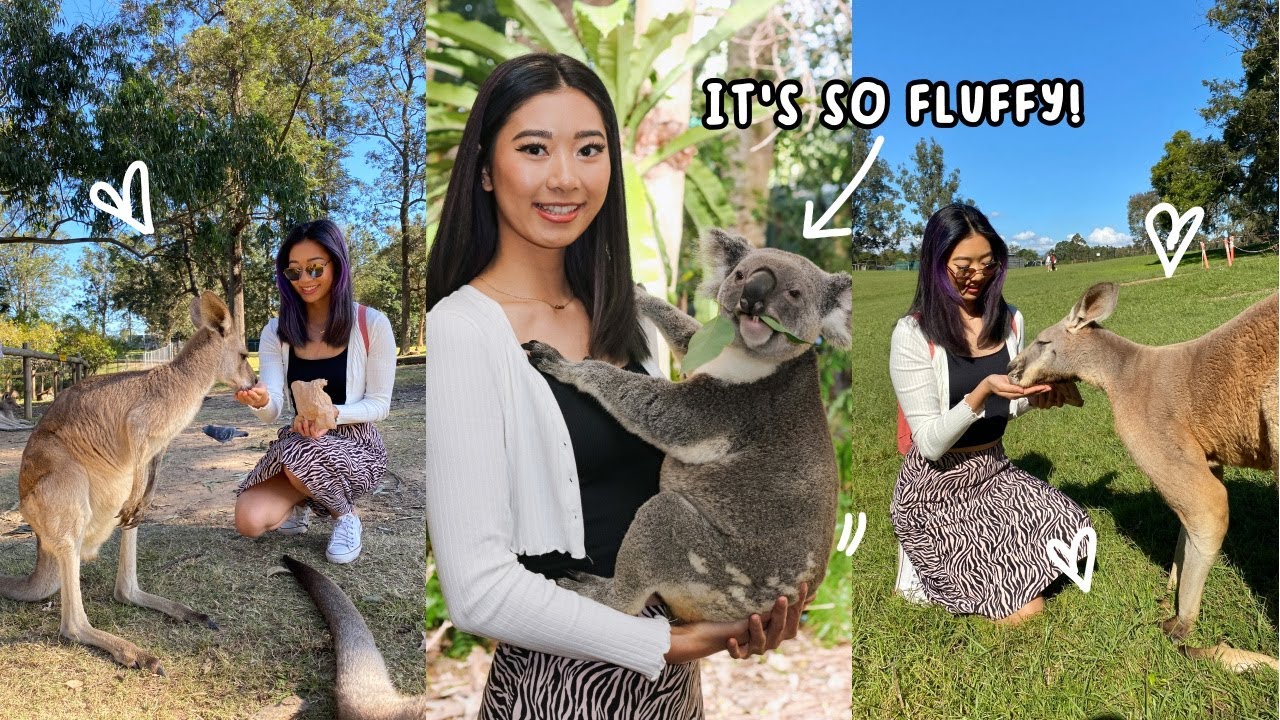 Join travelers on a captivating visit to Lone Pine Koala Sanctuary.