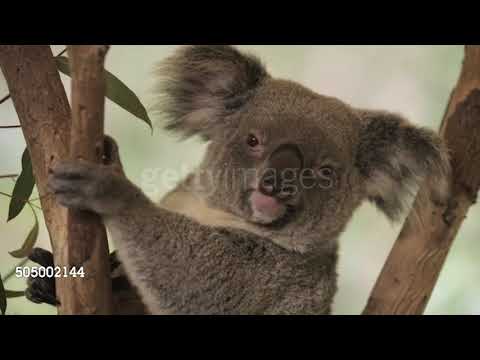 The Cheetah King Part 12: Krebbs and Red