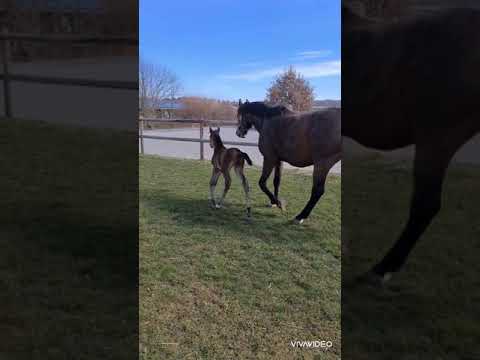 Highlander ZL (3 Tage altes Fohlen)