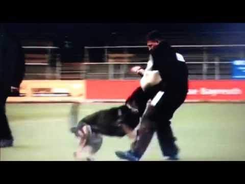 Il vincitore del SV Bundessiegerprüfung 2012 Helmut Huber con  Hank Weinbergblick