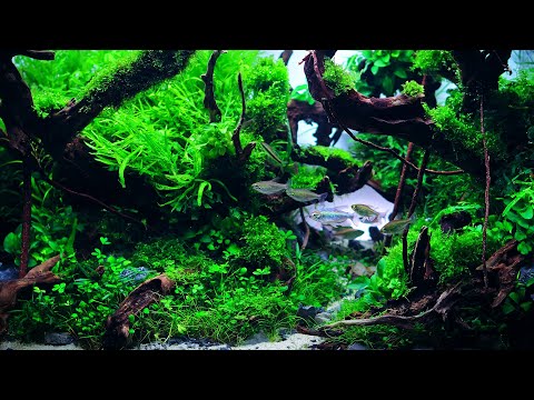 AQUARIUM WITH RELAXATION MUSIC - 2 HOUR CINEMATIC FISH TANK ASMR IN 4K