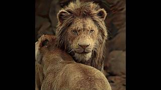 💎 Simba has returned and he wants to protect his family. 💖 #edit #film #shorts 