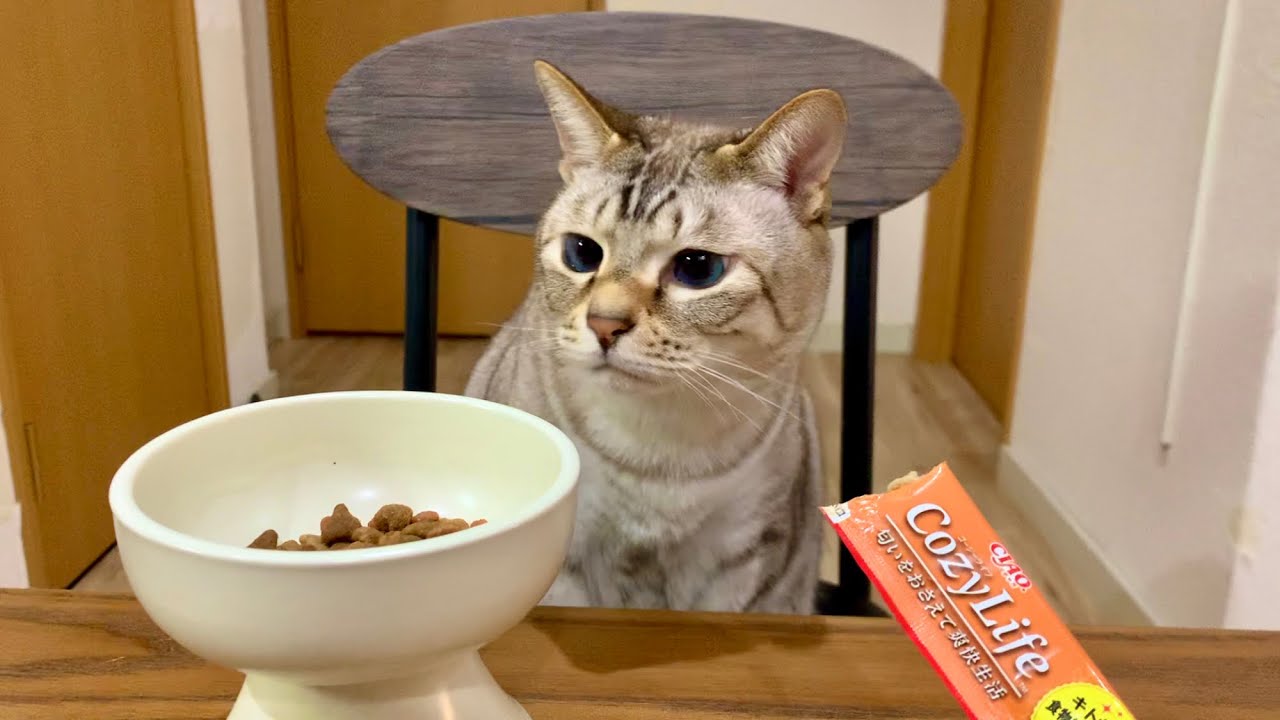 ちゅーるよりカリカリを選ぶ猫